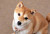 確認()